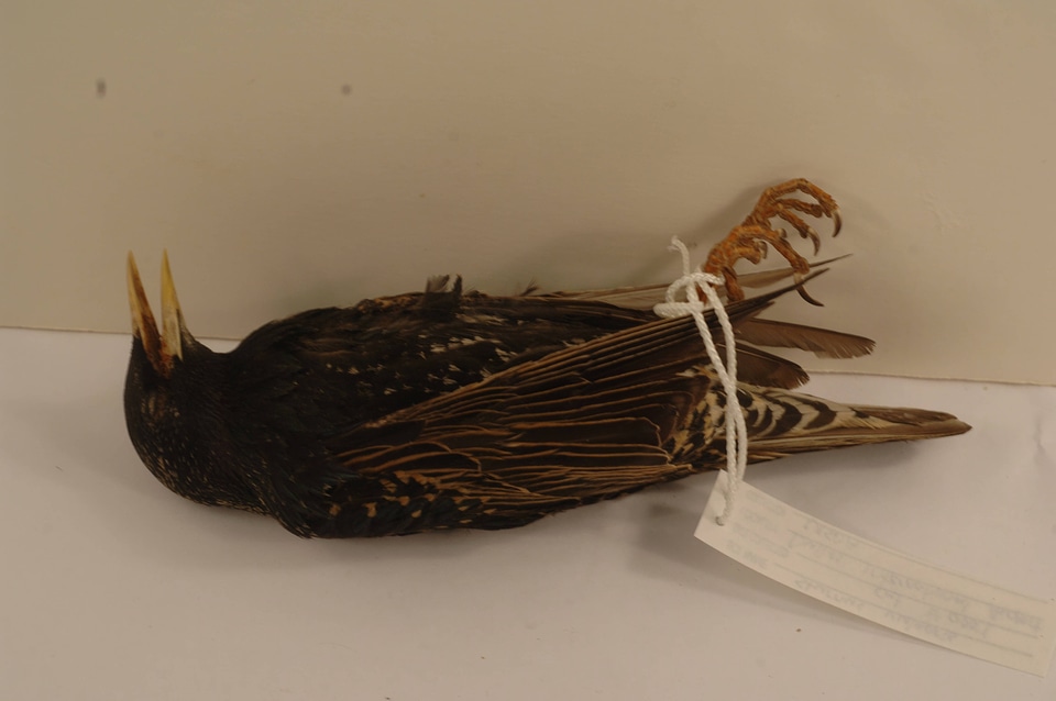 Sturnus vulgaris-2