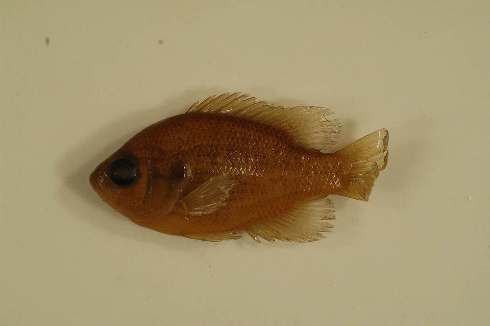 Lepomis symmetricus