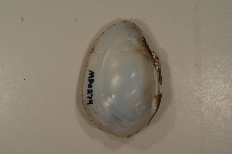 Lampsilis sp.-1