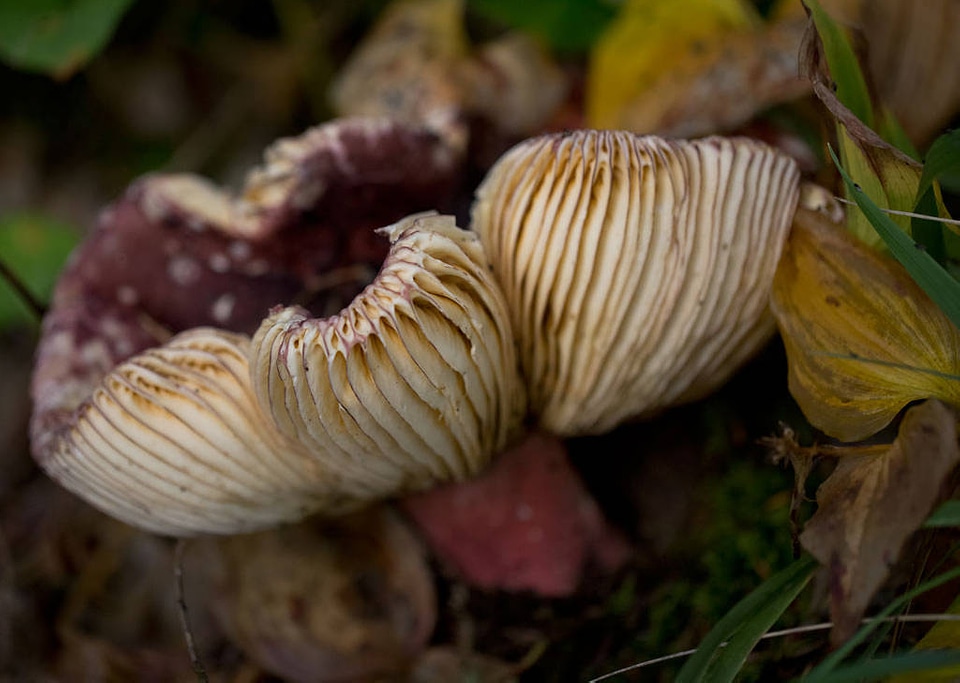 Russula xerampelina