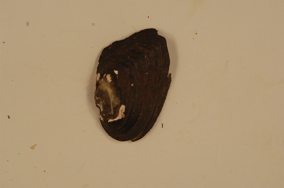 Alasmidonta heterodon (outside)