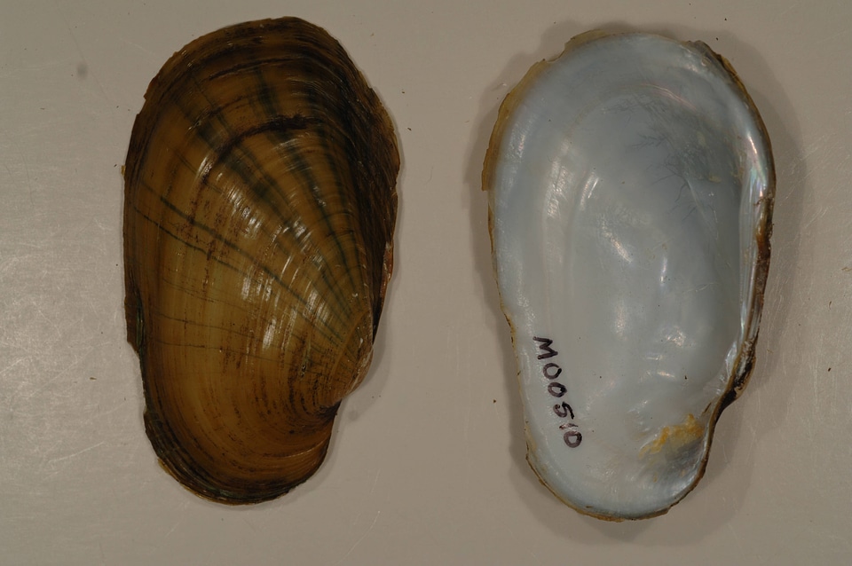 Lampsilis siliquoidea-1