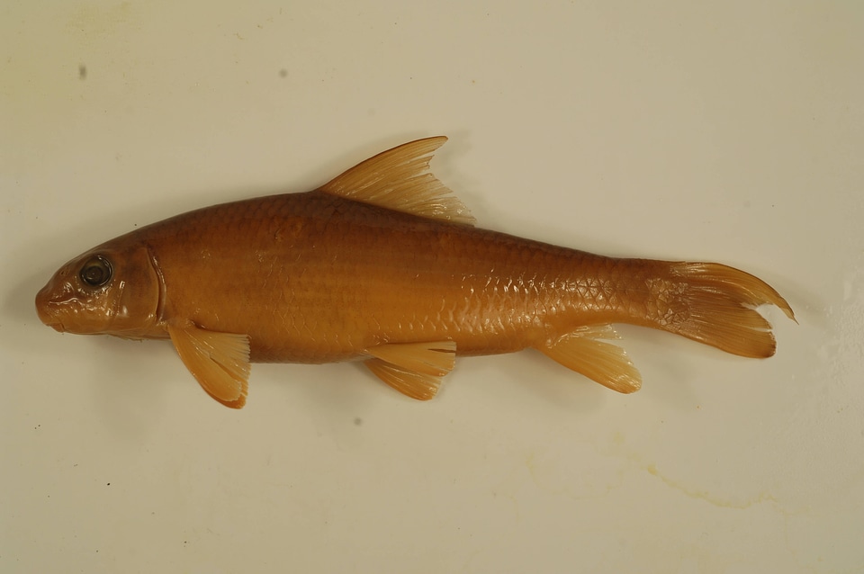 Moxostoma macrolepidotum-5