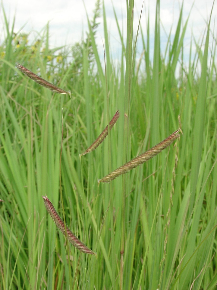 Blue grama grass at Neal Smith National Wildlfie Refuge