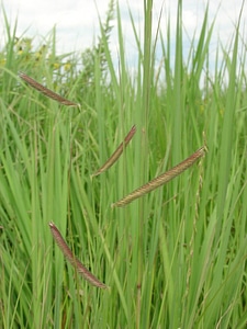 Blue grama grass at Neal Smith National Wildlfie Refuge