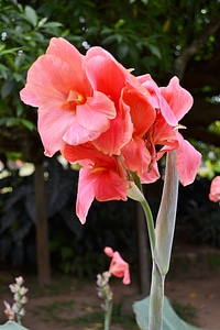 Flower nature garden