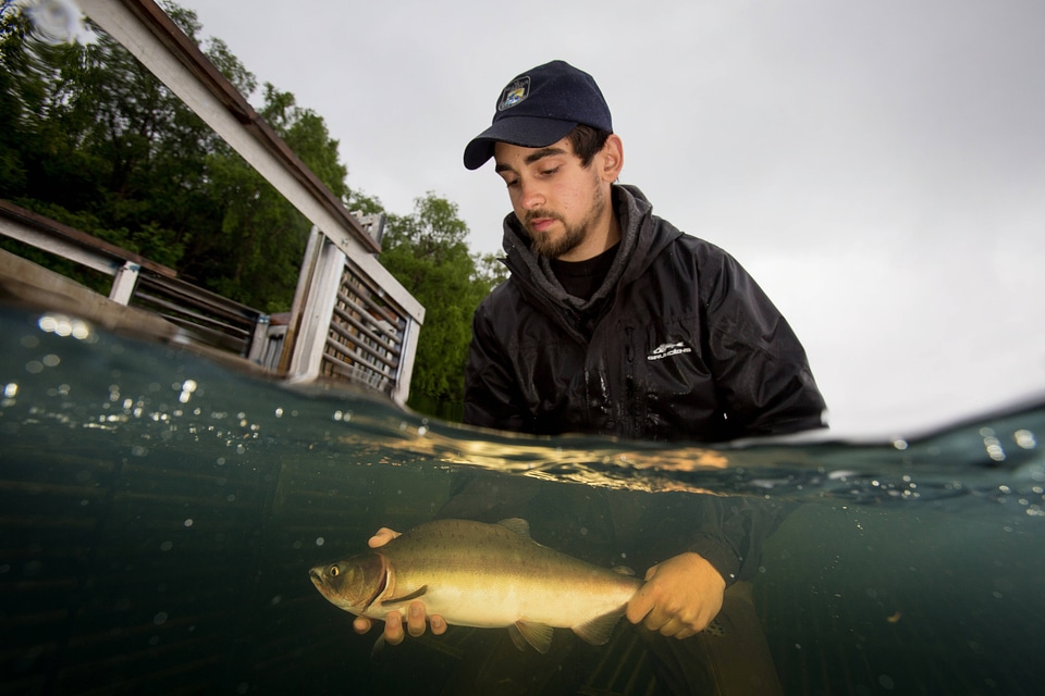 Biologist releases salmon-7