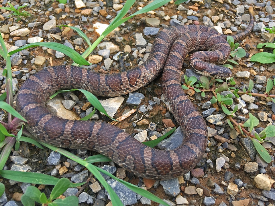 Eastern milksnake-6