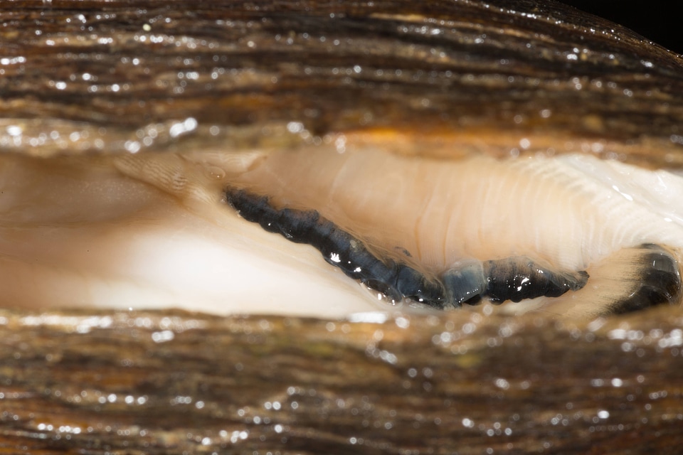 Extracting glochidia from freshwater mussel-1