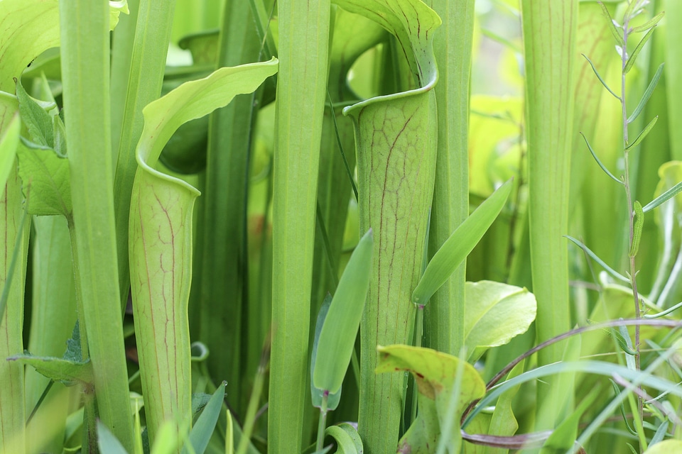 Clump of green pitcher plants