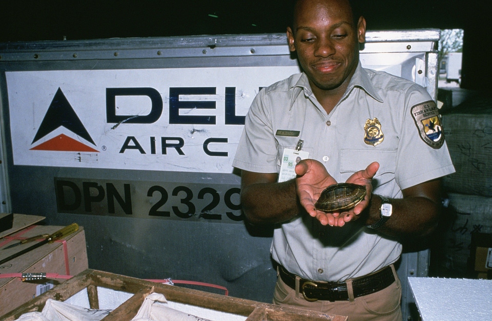 Miami International Airport inspection of imported Asian box turtle
