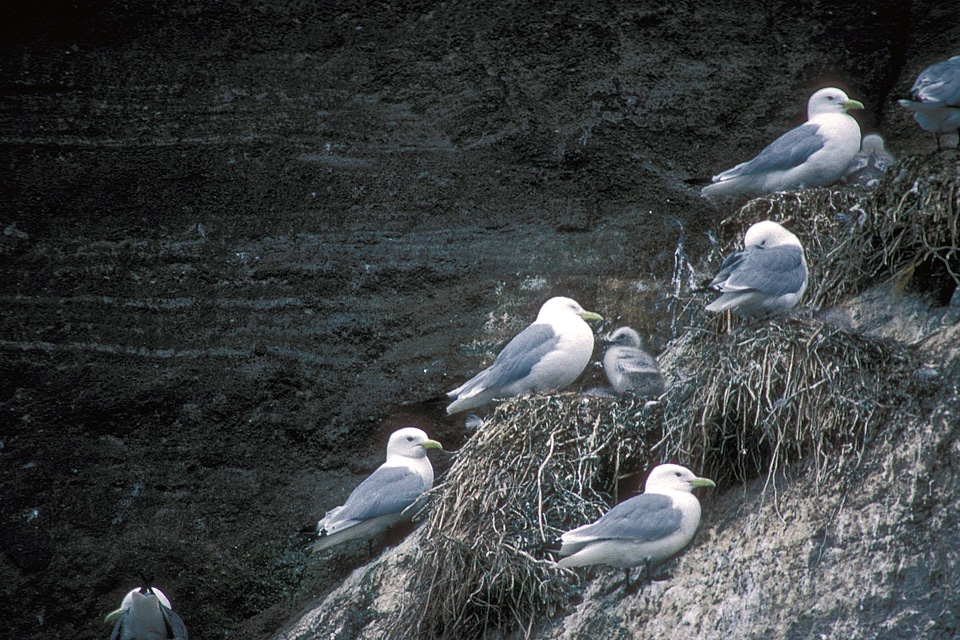Black-legged kittiwakes and young nesting on cliff edge