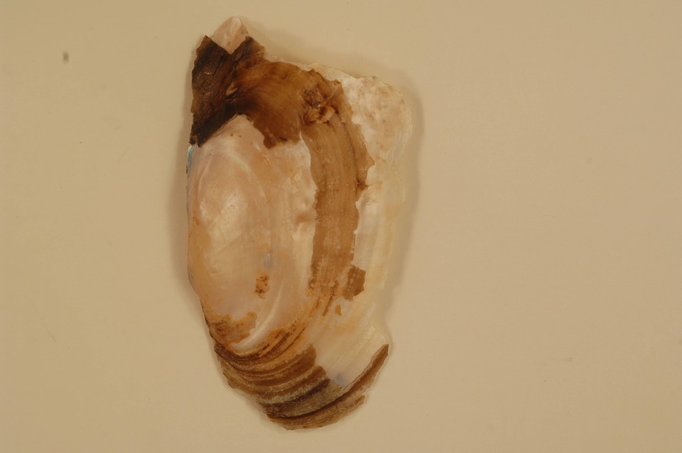 Leptodea fragilis (outside)