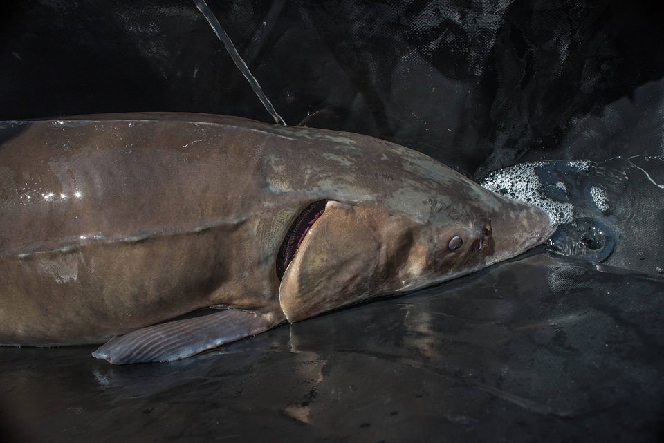 Lake sturgeon during procedure by USFWS-2