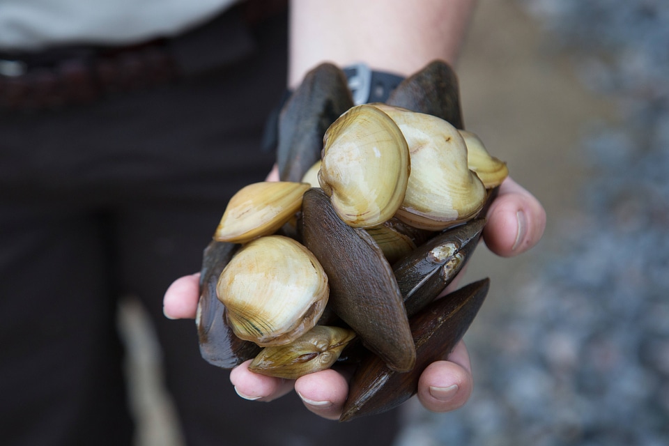 Biologist holds freshwater mussels