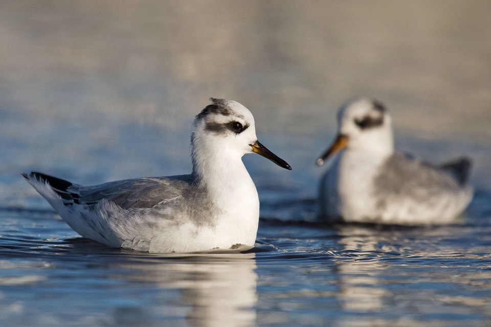 Red Phalaropes photo