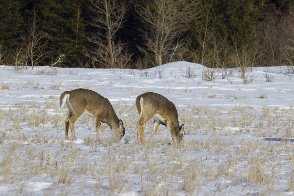 White-tailed deer in snow-1