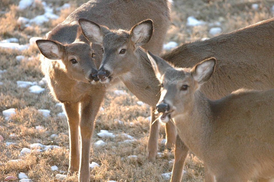 Herd of White-tailed Deer-1