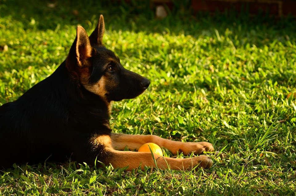 Pet animal domestic