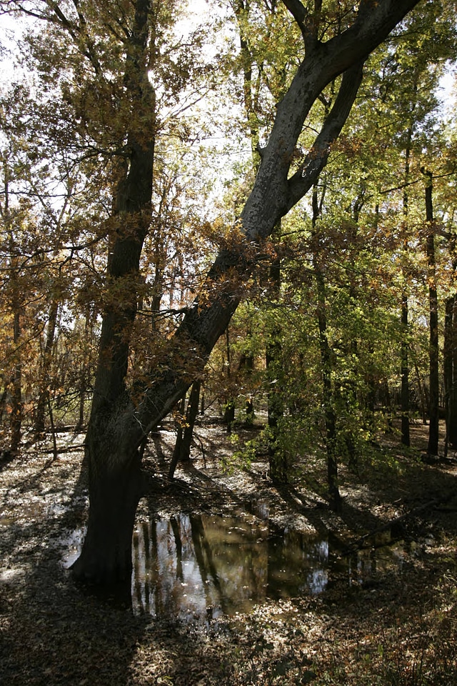 Flood damage on bottom land with hardwood trees at Swan Lake National Wildlife Refuge-1