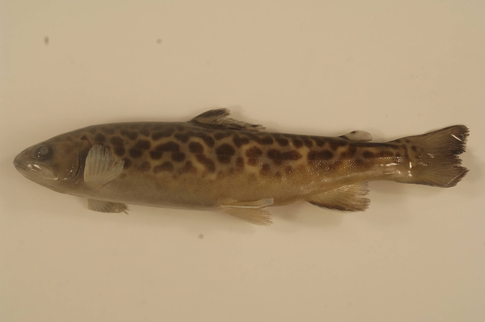 Salmo x Salvelinus trutta x fontinalis