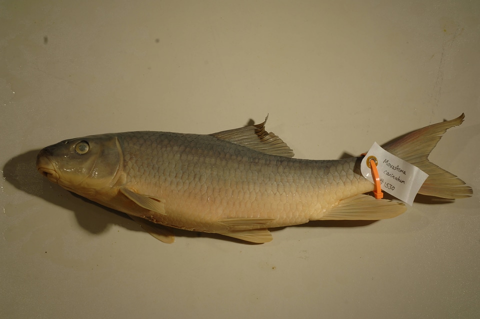 Moxostoma carinatum-2