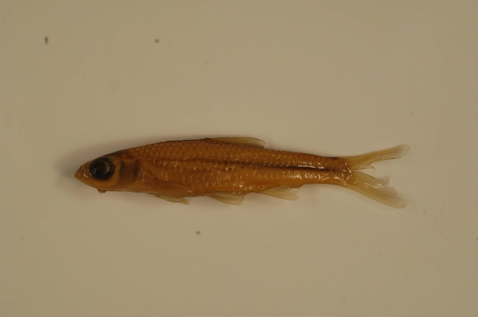Notropis stramineus-1