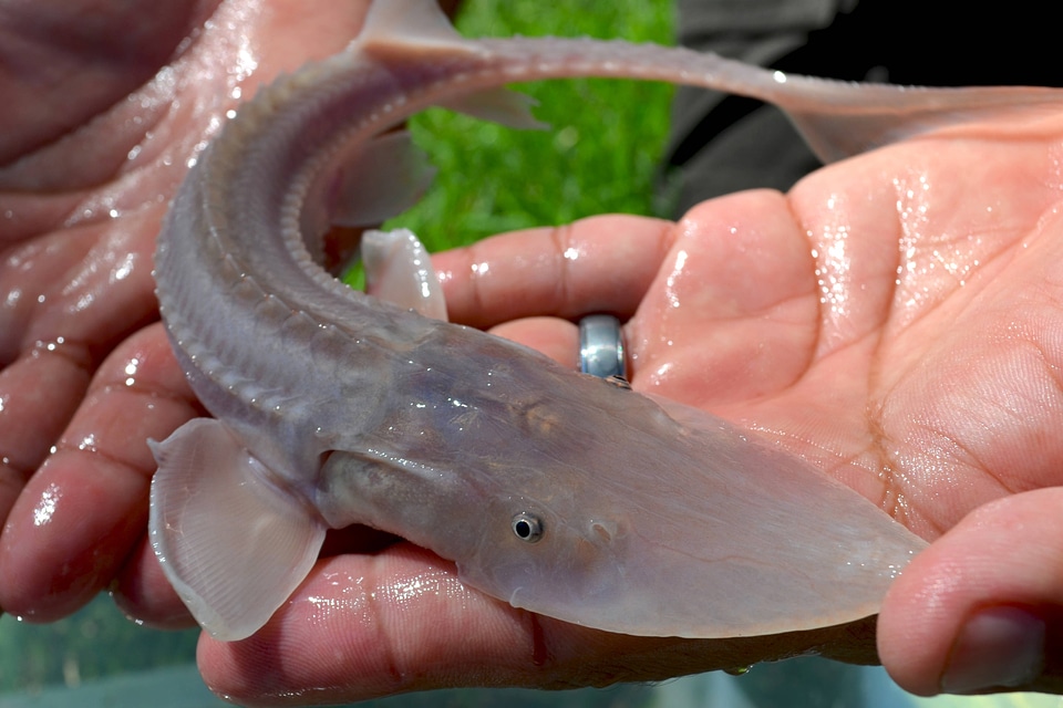 Juvenile Pallid sturgeon