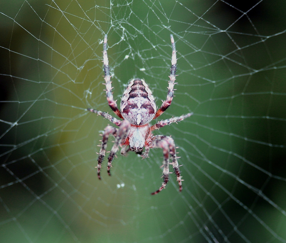 True orb weaver arachnid animals