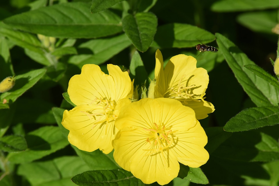 Fly hovering over evening primrose
