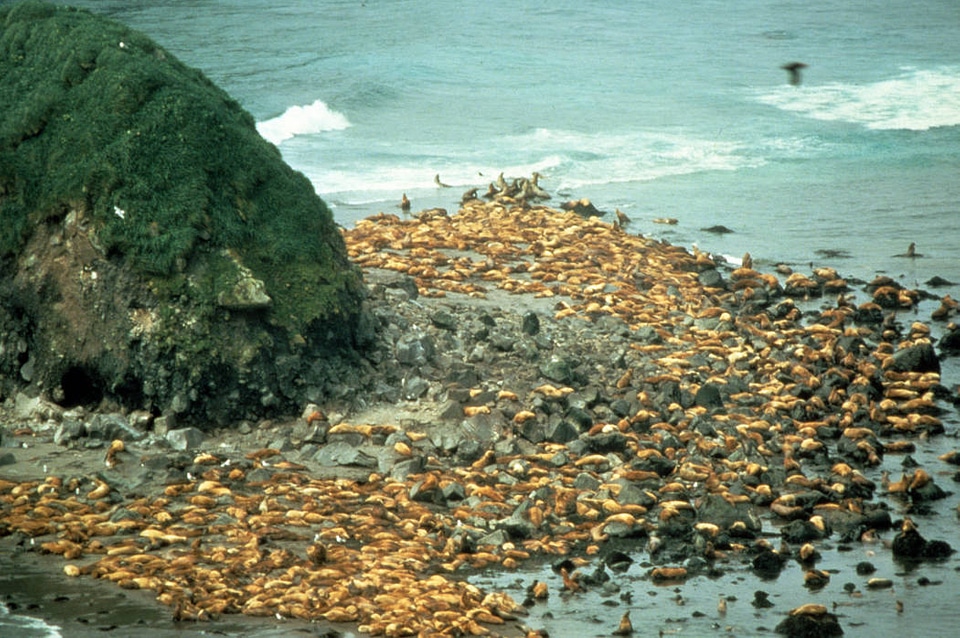Sea Lions at Haulout-1