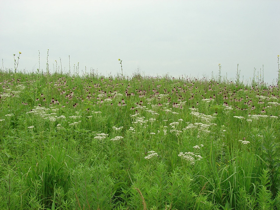 Summer wild flowers