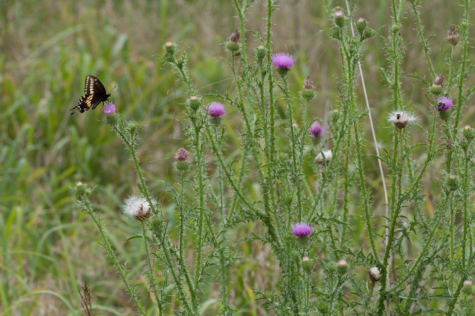 Black Swallowtail-2