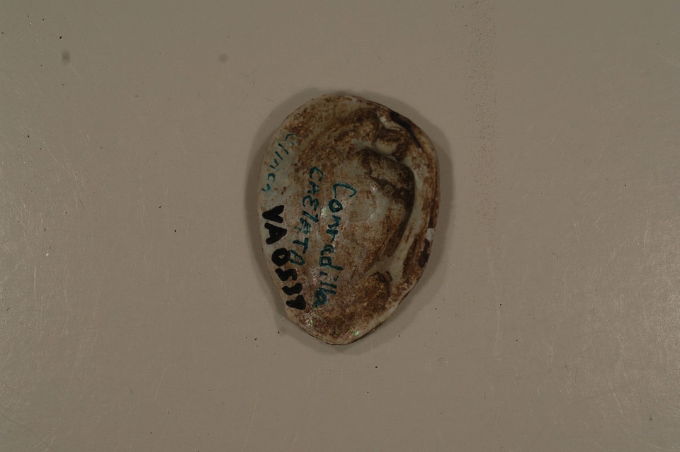 Lemiox rimosus (inside)