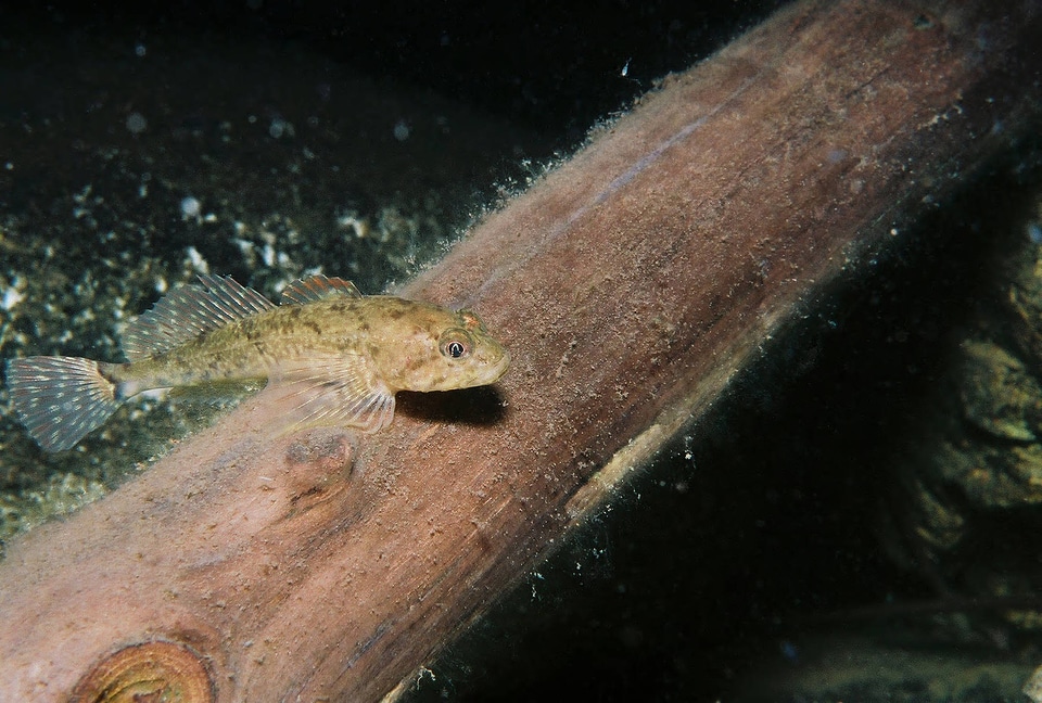 Shorthead sculpin