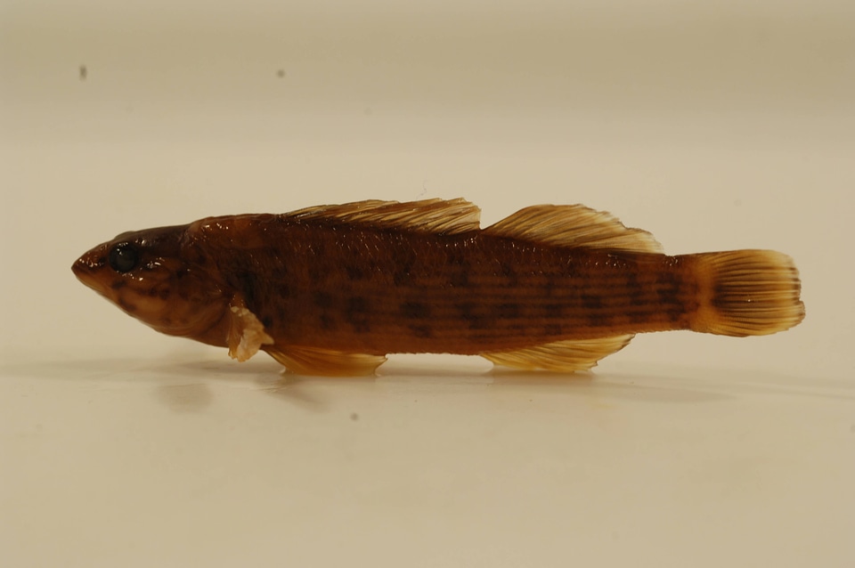 Etheostoma rufilineatum-2