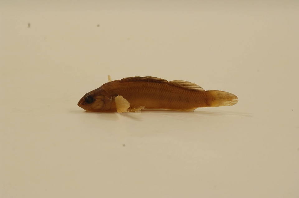 Etheostoma tippecanoe-3