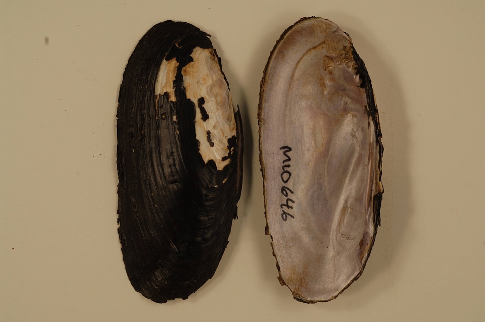 Elliptio dilatata-7