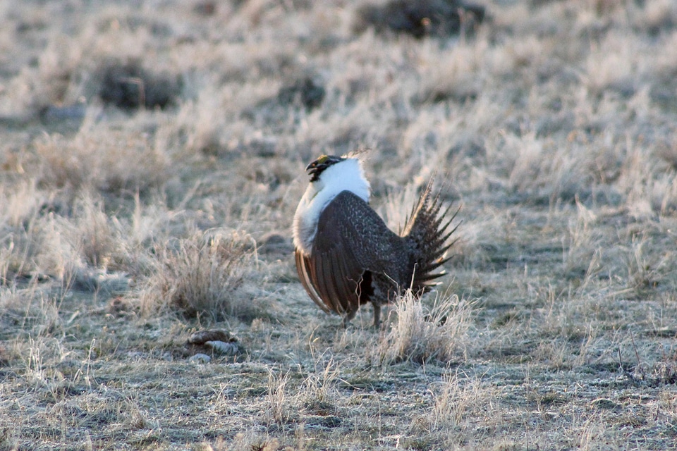 Greater sage-grouse on the Wind River Reservation-6