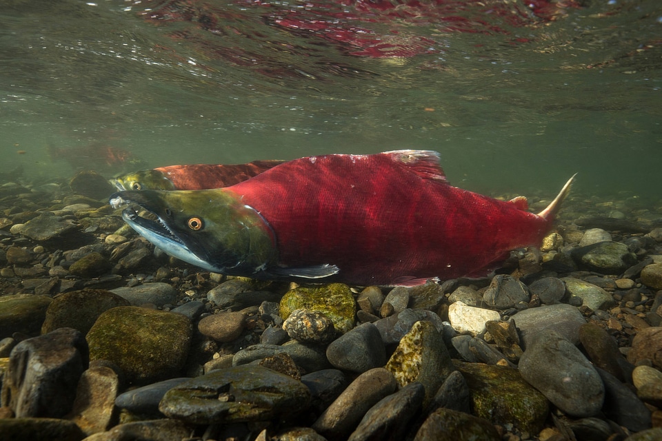  Sockeye Salmon-1