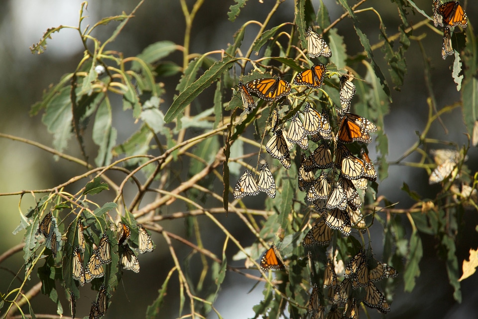 Monarch butterflies-2