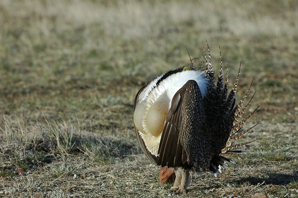 Greater sage-grouse-2