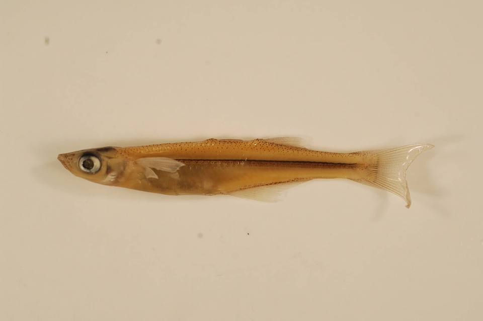 Menidia beryllina-5