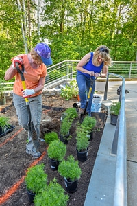 Volunteers planting a monarch garden-1