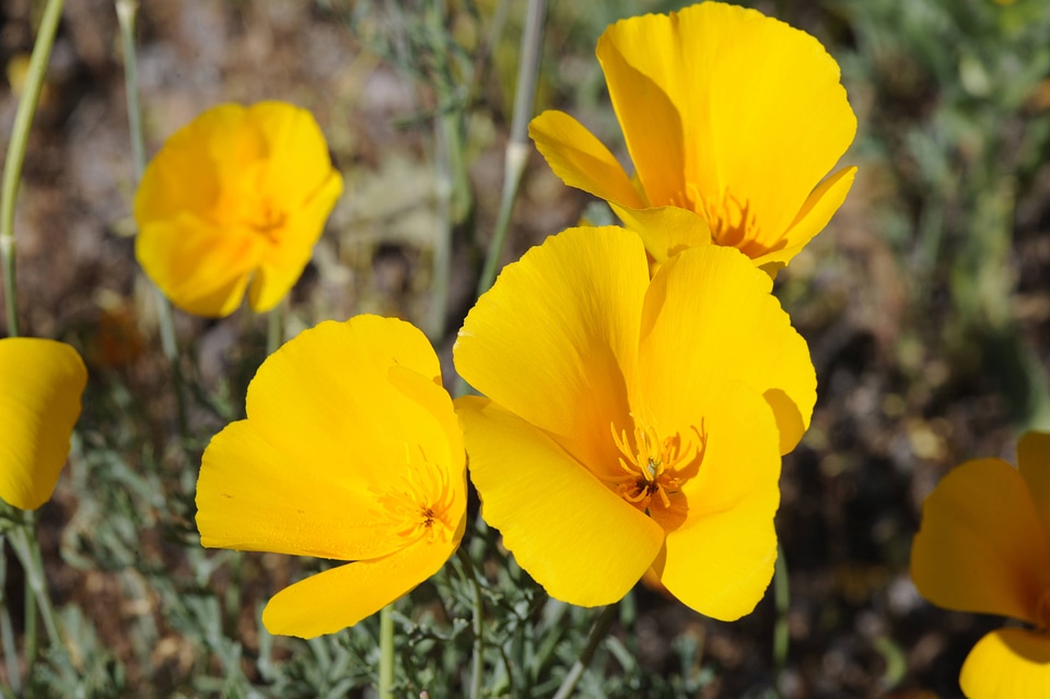 Mexican gold poppy-3
