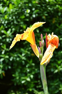 Garden peradeniya sri lanka photo