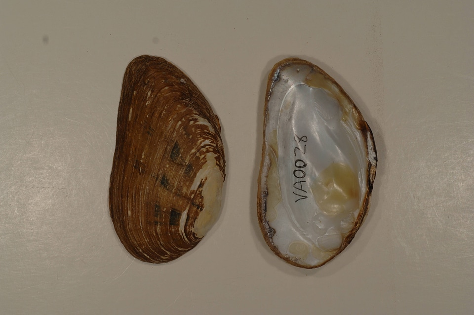 Ptychobranchus fasciolaris-2