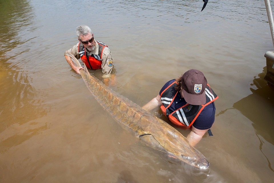 Biologists show length of Gulf sturgeon in river-1