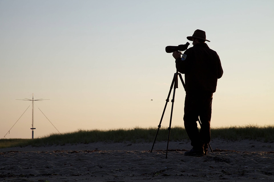 Service biologist studies shorebirds