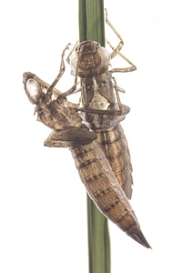 Dragonfly exoskeleton photo